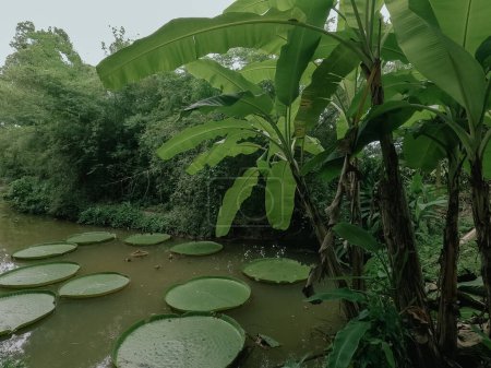 Rare species of Victoria Amazonica at Phuket Thailand