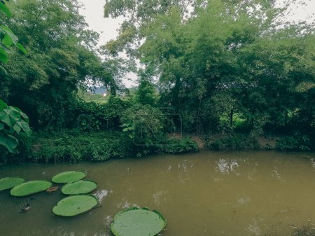 Rare species of water lillies at a Thai garden in Phuket Thailand