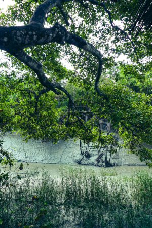 Diverses espèces de plantes terrestres des Sundarbans