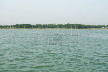 Manada de gaviotas a lo largo del río en Bangladesh
