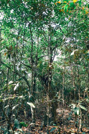 Flora de manglares del bosque de manglares sundarban en Bangladesh