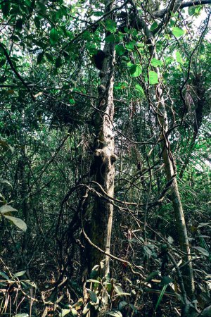 Raíces de manglares y vides de manglares en Sundarbans Bangladesh