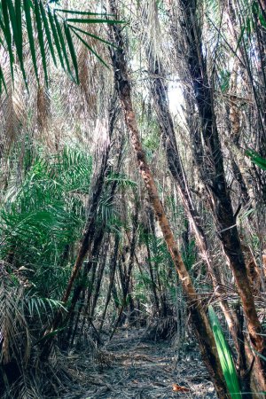 Mangrove roots mangrove forest in Mangrove forest Sundarbans Bangladesh