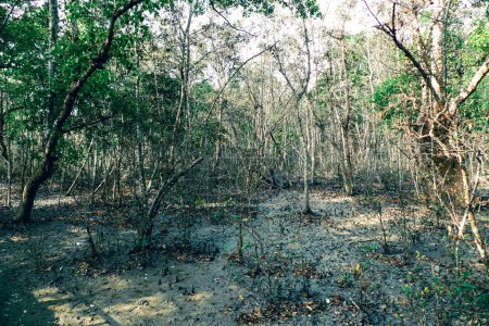 Photo for Mangrove trees Rhizophora of the Sundarbans Mangrove forest Bangladesh - Royalty Free Image