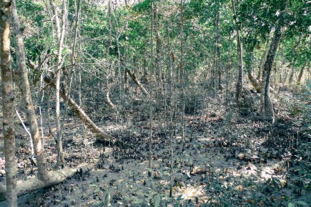 Rhizophora árboles de los bosques de manglares de los Sundarbans Bangladesh