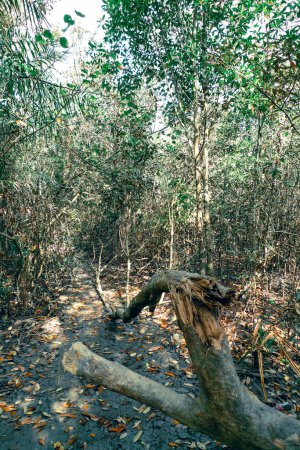 Especie de Rhizophora de los bosques de manglares de los Sundarbans Bangladesh