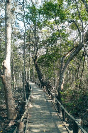 Sundarban Karamjal pasarela de madera en Karamjal Wildlife Breeding Center