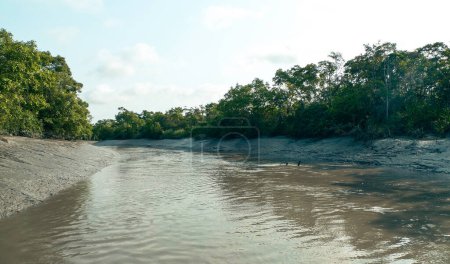 Téléchargez les photos : Sundarban Reserve Forest of Bangladesh la plus grande forêt de mangroves au monde - en image libre de droit