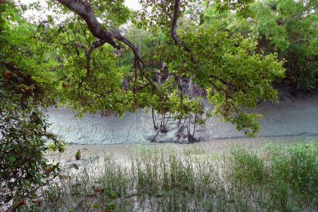 The Sundarbans and its diverse range of aquatic and terrestrial plants