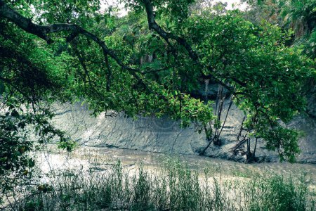 Photo for The Sundarbans and its diverse range of terrestrial plants - Royalty Free Image