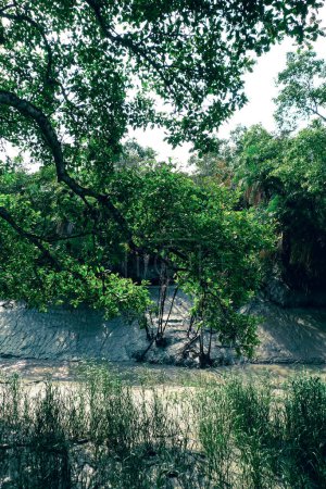 Les Sundarbans le plus grand bloc de forêts littorales du Bangladesh
