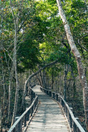 Holzsteg inmitten von Mangrovenbäumen im Sundarban Forest Bangladesch