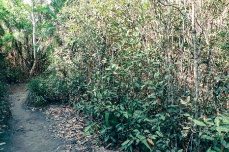 Wald der Sundarbans Mangrovenwald in der Bucht von Bengalen
