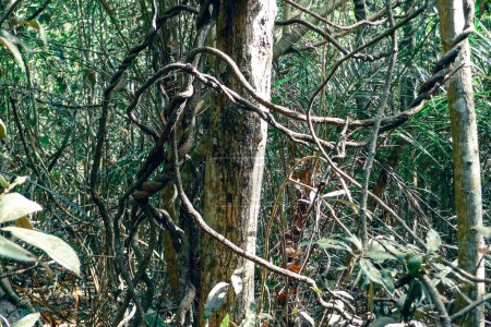 Gehölze wachsen um den Stamm eines Baumes in einem Mangrovenwald