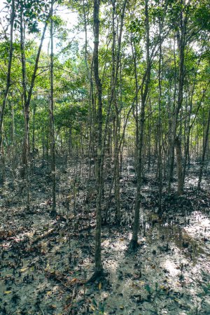 Racines respiratoires ou pneumatophores des forêts de mangroves au Bangladesh