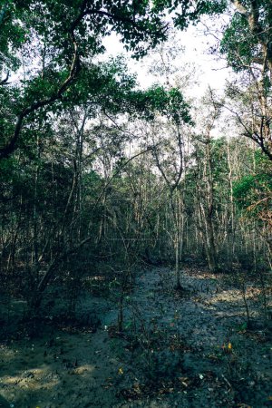 Los bosques pantanosos de agua dulce de Sundarbans con hoja ancha húmeda tropical en Bangladesh