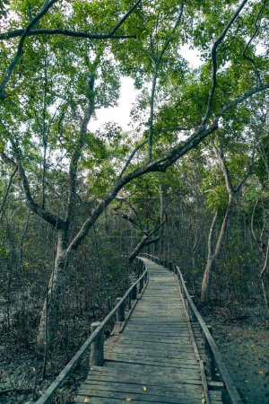 Puente del paseo marítimo de madera sobre el bosque de manglares de Sundarban