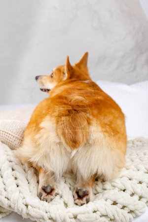An adorable Welsh Corgi is lying on pillows and a blanket, turned with his back to the camera, with his little hind legs hanging off the edge of the bed. Showing its fluffy butt.