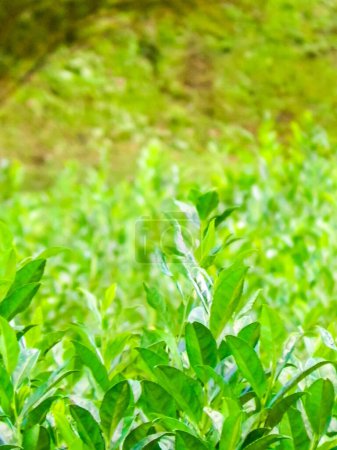 Téléchargez les photos : Gros plan de feuilles de thé vert comme fond naturel. Plantation de thé, Açores. Espace de copie, image tonique. - en image libre de droit