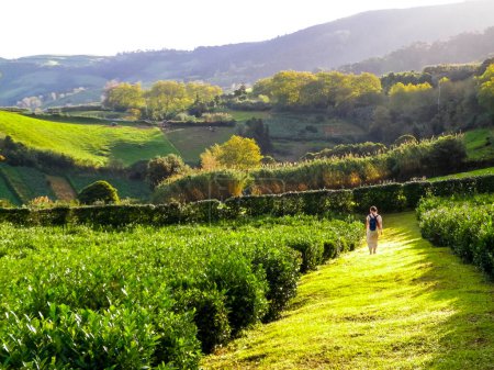 Téléchargez les photos : Paysage de collines verdoyantes et prairies de plantation de thé. Îles Açores. - en image libre de droit