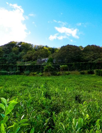 Téléchargez les photos : Paysage de collines verdoyantes et prairies de plantation de thé. Îles Açores. - en image libre de droit