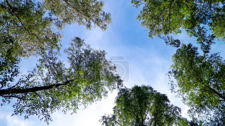 Photo for Tuchola Forest trees as nature background. Exploration and summer nature concept. Tuchola Forest in a region at South Kashubia in Poland. - Royalty Free Image