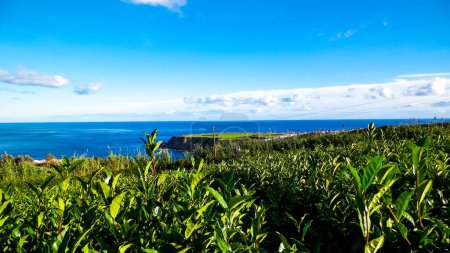 Téléchargez les photos : Paysage de la plantation de thé à Porto Formoso et océan Atlantique en arrière-plan. - en image libre de droit