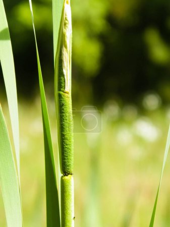 Photo for Close up of typha plant. Nature od Tuchola Forest and Kashubian region in Poland. Copy space, nature background. - Royalty Free Image