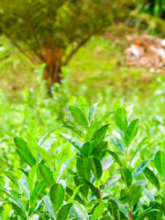 Téléchargez les photos : Gros plan de feuilles de thé vert comme fond naturel. Plantation de thé, Açores. Espace de copie, image tonique. - en image libre de droit