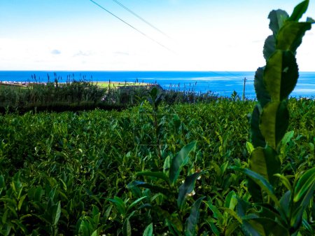 Téléchargez les photos : Paysage de la plantation de thé à Porto Formoso et océan Atlantique en arrière-plan. - en image libre de droit