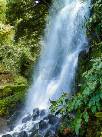 Photo for Big waterfall at Botanical Garden of Ribeira do Guilherme So Miguel Island. Wild exotic nature of Azores arhipelago. - Royalty Free Image