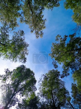 Photo for Tuchola Forest trees as nature background. Exploration and summer nature concept. Tuchola Forest in a region at South Kashubia in Poland. - Royalty Free Image