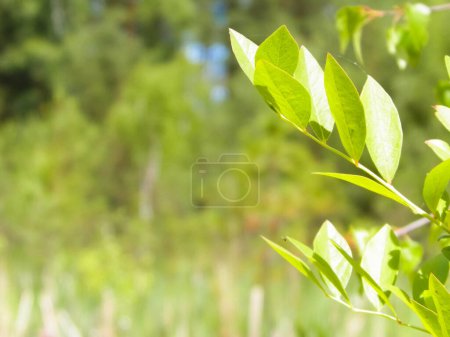 Photo for Close up of bush and it's green leaves. Flora of Tuchola Forest region in Poland. Nature background, summer. Copy space. - Royalty Free Image