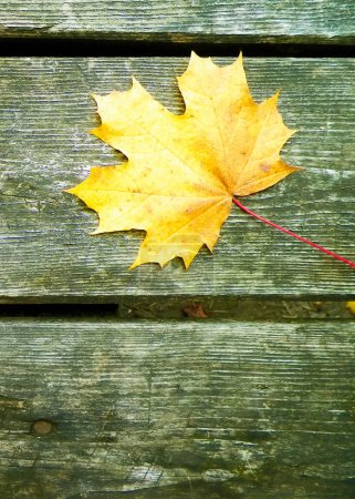 Foto de Hojas amarillas de otoño sobre tabla de madera como fondo natural. Copiar espacio
. - Imagen libre de derechos