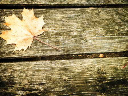 Foto de Hojas de otoño sobre tabla de madera como fondo natural. Copiar espacio
. - Imagen libre de derechos