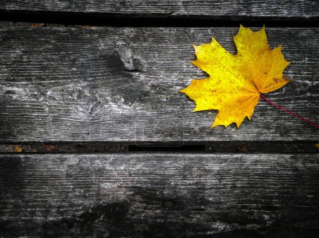 Foto de Hojas amarillas de otoño sobre tabla de madera como fondo natural. Copiar espacio
. - Imagen libre de derechos