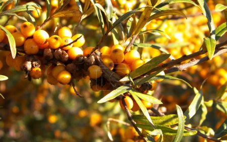 Plan rapproché de Pyracantha M.Roem. comme fond de nature. Pyracantha est aussi nommée Soleil d'Or. Ses fruits et feuilles sont mangeables et utilisés en médecine chinoise.