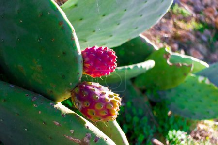 Photo for Prickly pear fruits on this common cactus in Malta. - Royalty Free Image