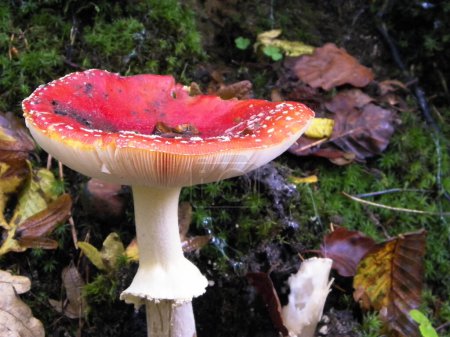 Téléchargez les photos : Gros plan de tabouret rouge à pois blancs, champignon venimeux. - en image libre de droit