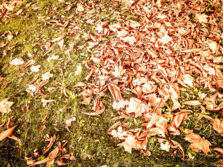 Gold autumnal leaves as nature background. Copy space.