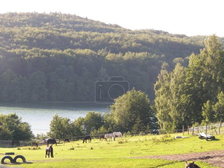 The mountainous landscape of Kashubia. Horses on the pasture in Wiezyca and water of Ostrzyckie Lake on a second plan. Wiezyca is in Kashubia region of northern Poland and popular touristic site.