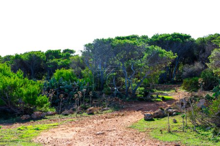 Photo for Foresta 2000 nature reserve on Marfa peninsula Malta. Northern part of island. - Royalty Free Image