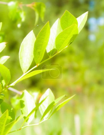 Close up of bush and it's green leaves. Flora of Tuchola Forest region in Poland. Nature background, summer. Copy space.