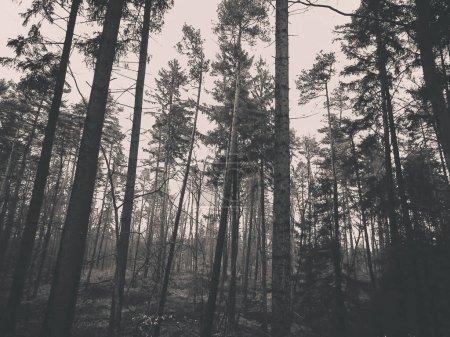 Nach der Winterpause erwacht der Wald wieder. Die Frühlingssonne bricht durch die Bäume... die polnische Natur. Naturkonzept. BW-Filter abgeschwächt.