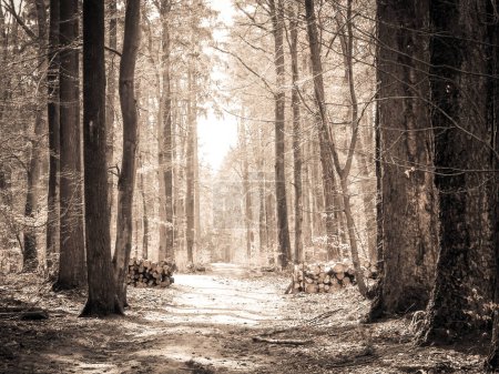 Nach der Winterpause erwacht der Wald wieder. Die Frühlingssonne bricht durch die Bäume auf dem Waldweg. Naturkonzept. BW-Filter abgeschwächt.
