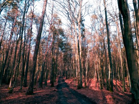 La forêt se réveille à nouveau après la pause hivernale. Le soleil du printemps brise les arbres... la nature polonaise. Concept de nature.