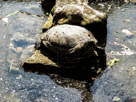 Téléchargez les photos : Gros plan de tortues sauvages dans un étang, un marais, une rivière ou un lac - en image libre de droit