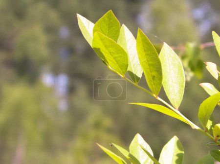 Close up of bush and it's green leaves. Flora of Tuchola Forest region in Poland. Nature background, summer. Copy space.