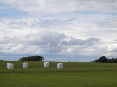 Harvest bales on a green field. End of the summer in northern Poland. Harvesting.