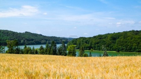 Paisaje de campo de avena y lago Ostrzyckie, Wiezyca, región de Kashubian, Polonia. Naturaleza y agricultura.